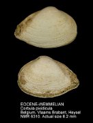 EOCENE-WEMMELIAN Corbula pixidicula
